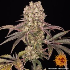 Runtz Muffin - feminized marijuana seeds 10 pcs Barney's Farm