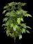 Industrial Plant - 3 pieces of feminized Dinaf seeds