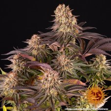 Mimosa X Orange Punch - feminisierte Samen 10 Stück Barney's Farm