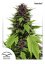 Frisian Duck® - feminized 3pcs Dutch Passion seeds