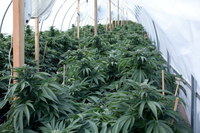 Bubba Kush - feminizovaná semienka 3ks Humboldt