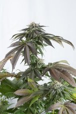 Bubba Kush CBD - 10 Feminized Dinafem Seeds
