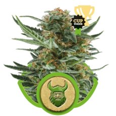 Royal Dwarf - fem. a samonakvétací semínka 10ks Royal Queen Seeds