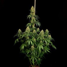Paradise Seeds Zesty Bliss Feminized Seeds