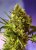 Big Devil 2 Auto – 10 ks fem. a samonakvétacích semínek Sweet Seeds