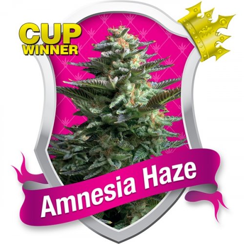 Amnesia Haze - Feminized Seeds 10 pcs Royal Queen Seeds