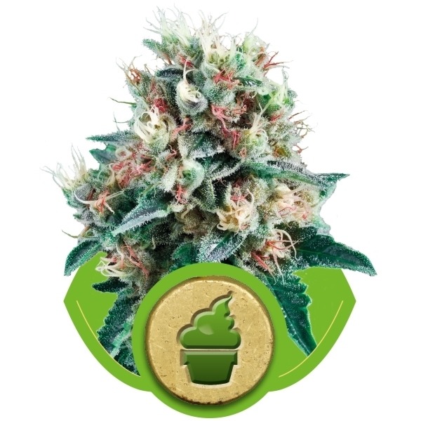 Royal Creamatic - samokvitnúce semienka 3ks Royal Queen Seeds