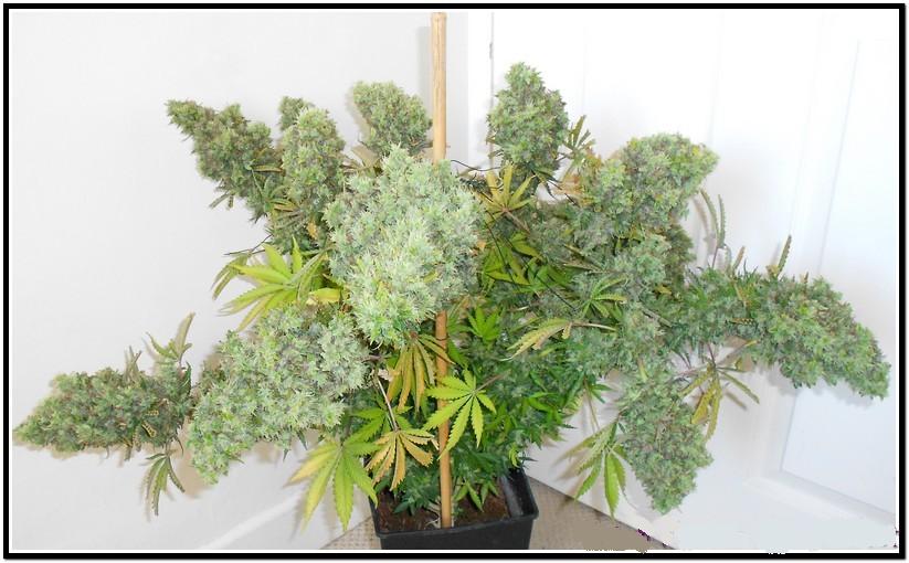 Auto Blueberry -  samonakvétací semena 7 ks Dutch Passion