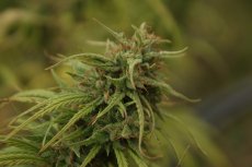Mr. Nevilles Skunk 18 szt. Nasiona standardowe Nicea (Nevilles Haze x Afghan Skunk)