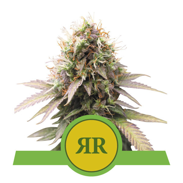 Royal Runtz Automatic - autoflowering semienka 5 ks Royal Queen Seeds