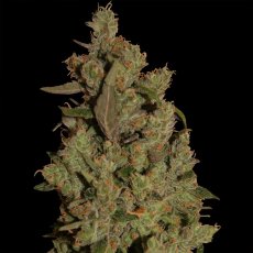 CBD Critical Cure - feminizovaná semínka 5 ks Barney´s Farm