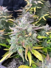 CBD 1:1 Auto Feminizowane Nasiona (dawniej Crack CBD Auto) - 5 szt