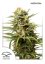 AutoWhite Widow®- samonakvétacie semienka 3 ks Dutch Passion