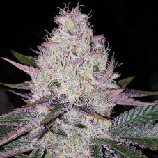 Ethos Genetics Lemon Berry Candy OG regulérní semena