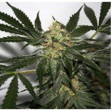 Standardowe nasiona Afghan Haze 18 szt Miło