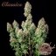 Buddha Auto White Widow, 3er Pack - Buddha Seeds Premium Genetik