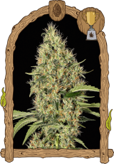 Gypsy Widow - feminizované semená, 10 ks, Exotic Seed
