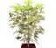 StarRyder autoflowering semínka 3ks Dutch Passion