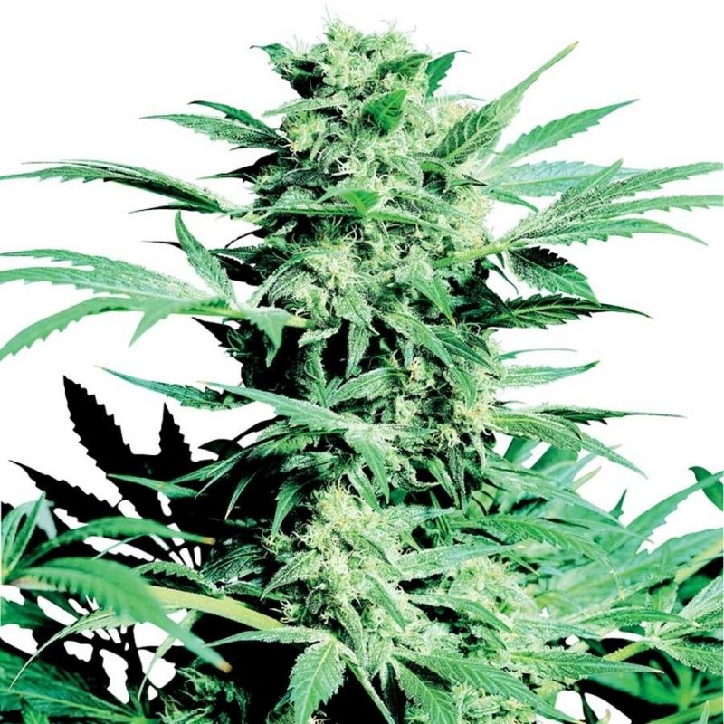 Shiva Skunk - 3 ks feminizovaná semínka Sensi Seeds