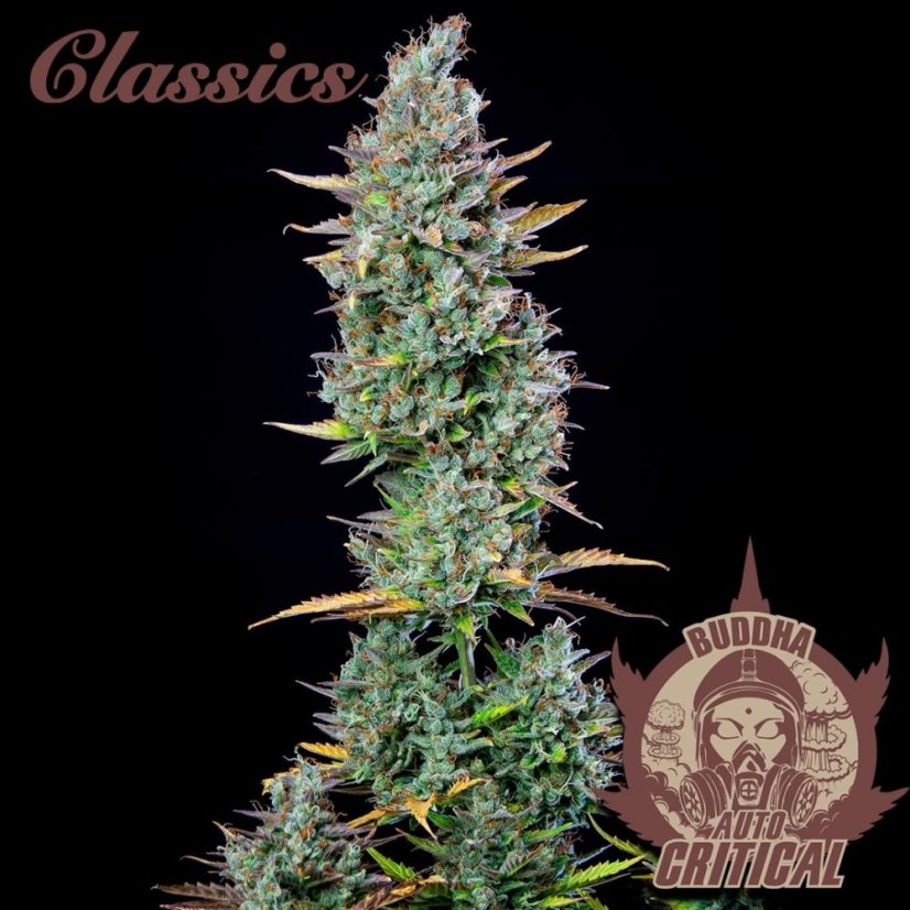 Buddha Autoflowering Critical, 3 ks, Buddha Seeds