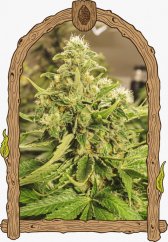 Exotic Pure CBG - feminizowane nasiona marihuany, 3 sztuki Exotic Seed