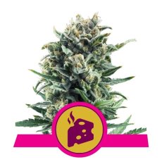 Blue Cheese - 10 sztuk feminizowanych nasion Royal Queen Seeds