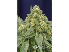 White Widow feminizované semena 3 ks Silent Seeds