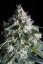 Jacky White - feminisierte Samen 5 Stück Paradise Seeds