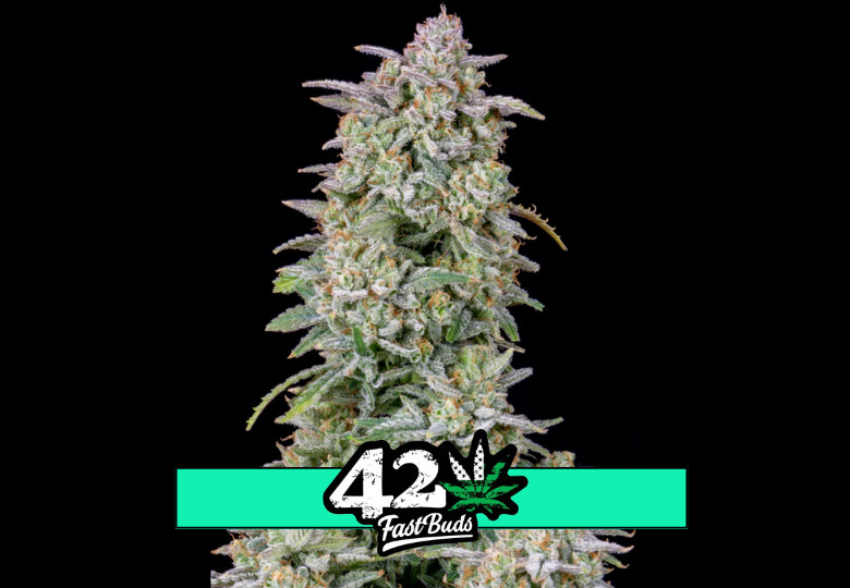 Forbidden Runtz Auto - Autoflowering Marihuana Samen 3 Stück Fast Buds