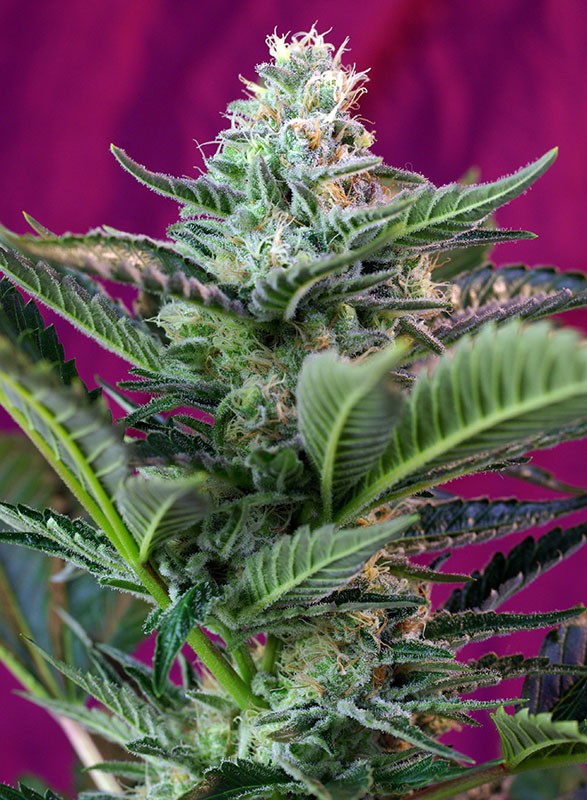 Moham Ram – feminizované semienka 5 ks Sweet Seeds