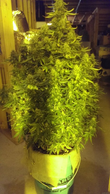 Northern Light Automatic - samonakvétací semínka 5 ks Royal Queen Seeds