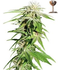 Sweet Tooth – feminizovaná semínka 5 ks Barney Farms