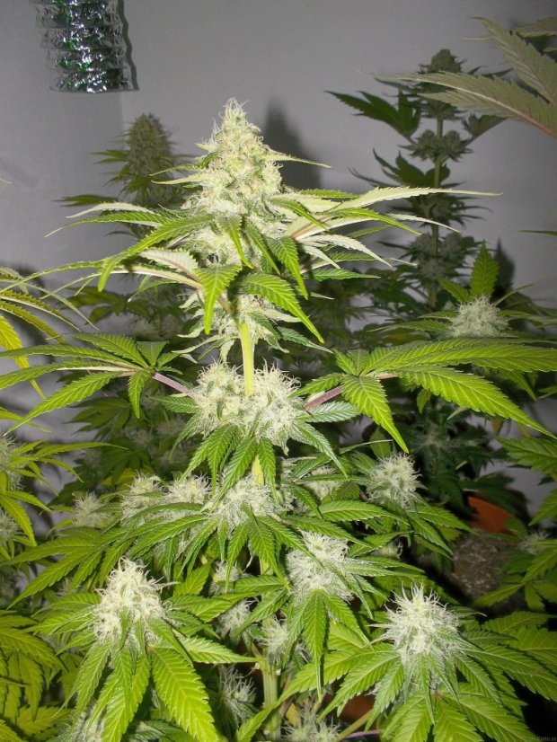 Sour Diesel - feminizovaná semínka 5ks Royal Queen Seeds