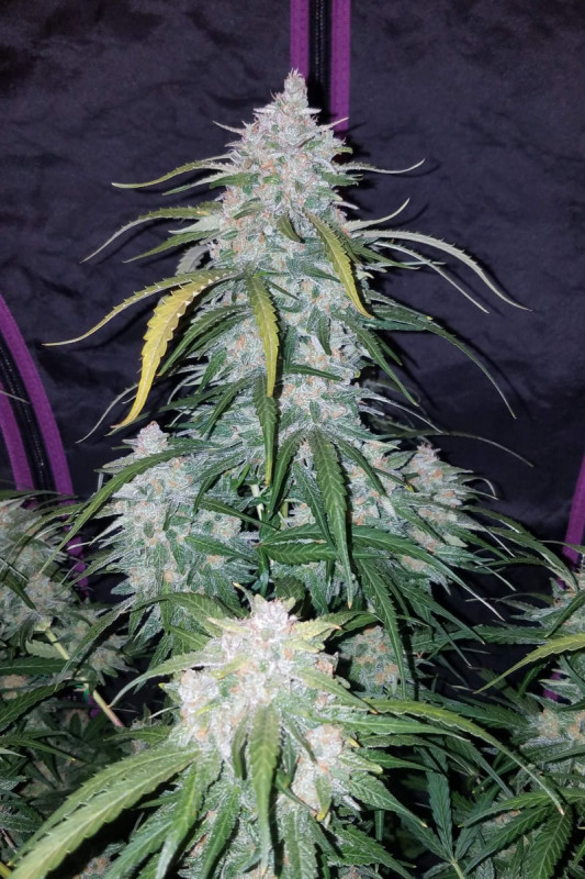 Pineapple Express Auto - automatycznie kwitnące nasiona marihuany 3 szt Fast Buds