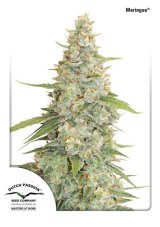 Meringue® - feminized seeds 3pcs Dutch Passion