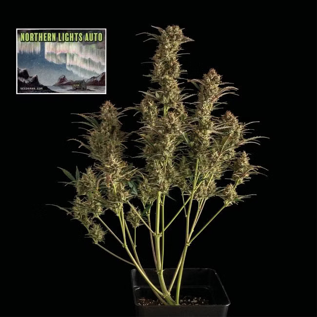 Northern Lights Auto - samonakvétací semena marihuany, 3ks Seedsman