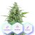 Auto Magnum - autoflowering cannabis zaden 5 stuks Cannapio