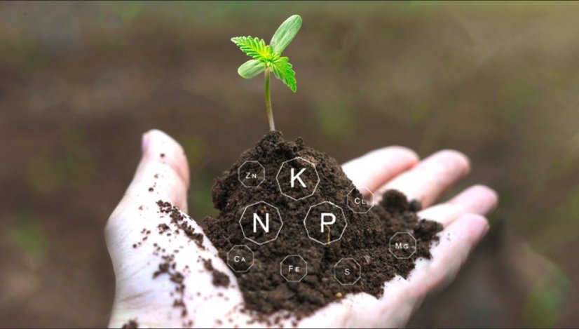 Original Skunk Auto Feminizowane Nasiona - 5