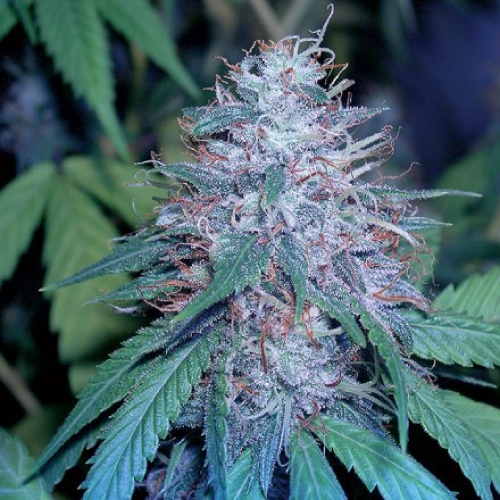 Blue Kush - feminizowane nasiona 3szt Dinafem