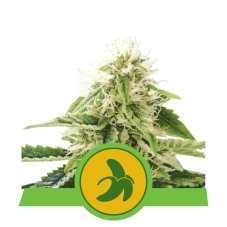 Fat Banana Automatic - fem. und selbstblühende Samen 3 Stück Royal Queen Seeds