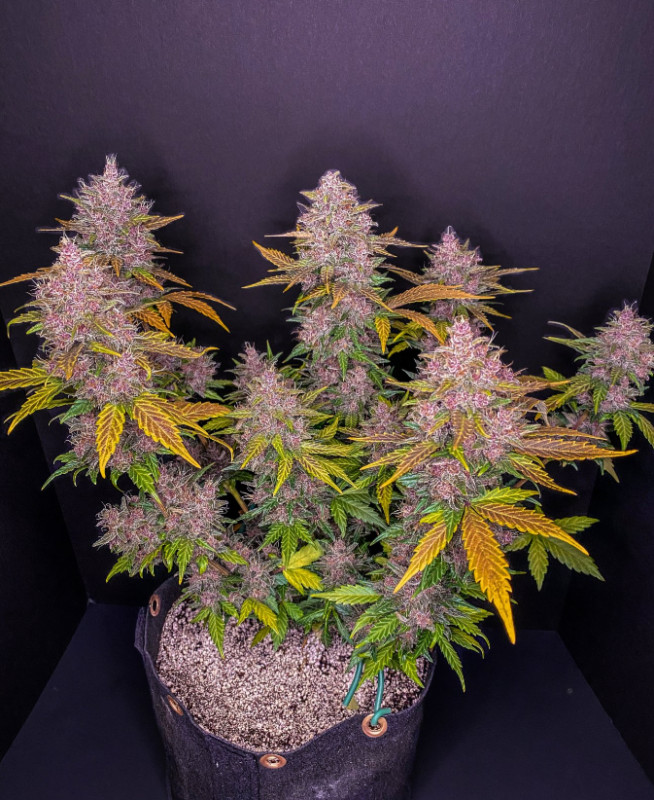LSD-25 Auto - samonakvétacie semená marihuany 3 ks Fast Buds