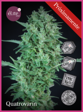 Elite Seeds Quatrovarin CBDV:CBD:THCV:THC feminizované semeno