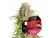Punch Pie - gefeminiseerd 5st Royal Queen Seeds x Mike Tyson