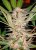 SAD - Nasiona feminizowane 3 szt. Sweet Seeds