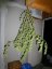 Dr Grinspoon – feminizované semienka 10 ks Barney Farms