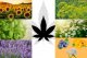 CANNABIS AND COMPANION PLANTS: WHICH ARE THE BEST?