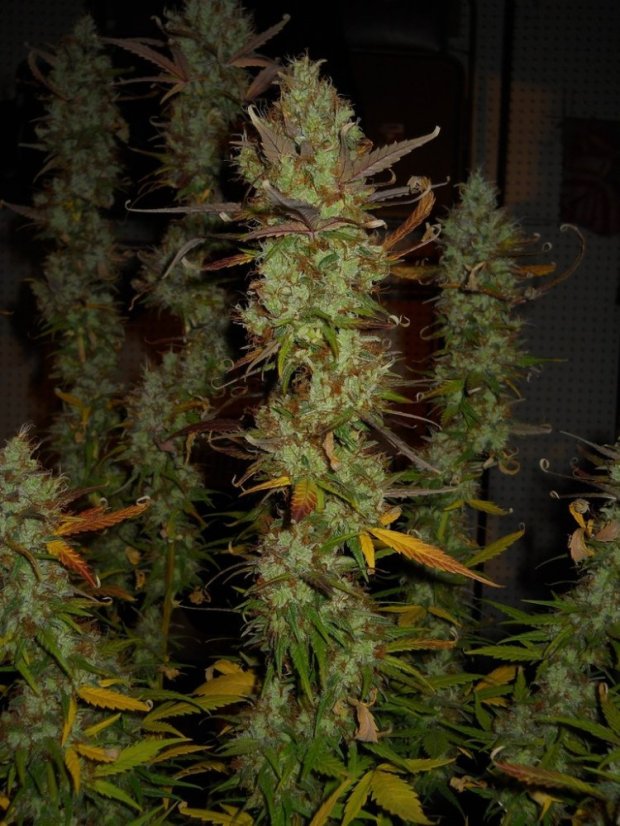 Sensi Star 5 ks, feminizované semená Paradise Seeds