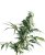 Meksykańska Sativa - Nasiona 10 szt. Standardowych Sensi Seeds