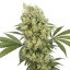 Medikit - Feminized Seeds, 10 pcs, Buddha Seeds