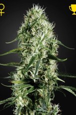 Super Silver Haze - feminizované semená 10 ks Green House Seeds